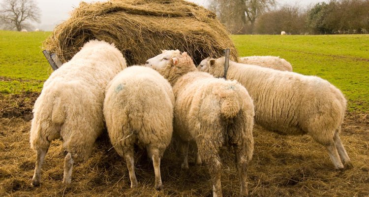 Create Simple to Intermediate Ration - Algorithmic Approach